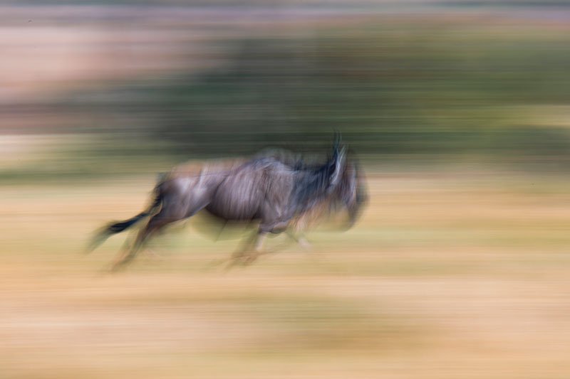 Migration Photo Safaris Masai Mara