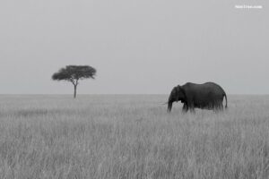 Great Migration Photo Safaris