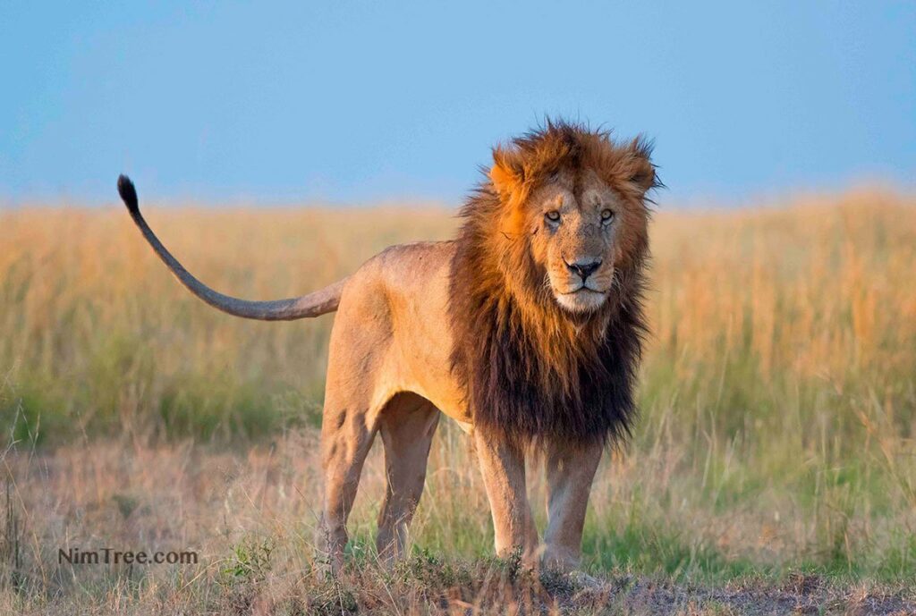 Masai Mara Photography Safaris