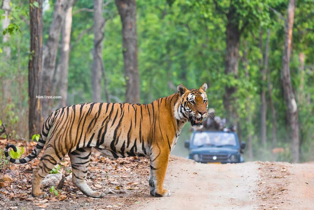 Tiger Photography Safaris India