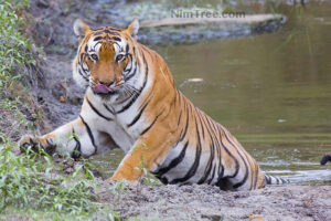 Tiger Photography Tours