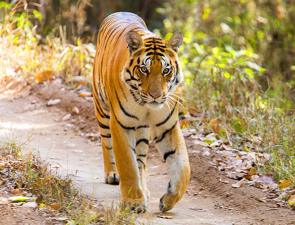 tiger photo safaris