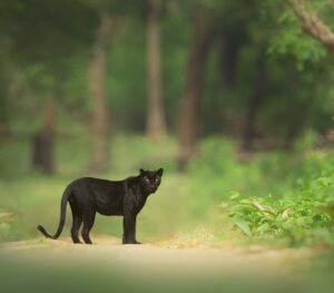 Black Panther Photo Tours