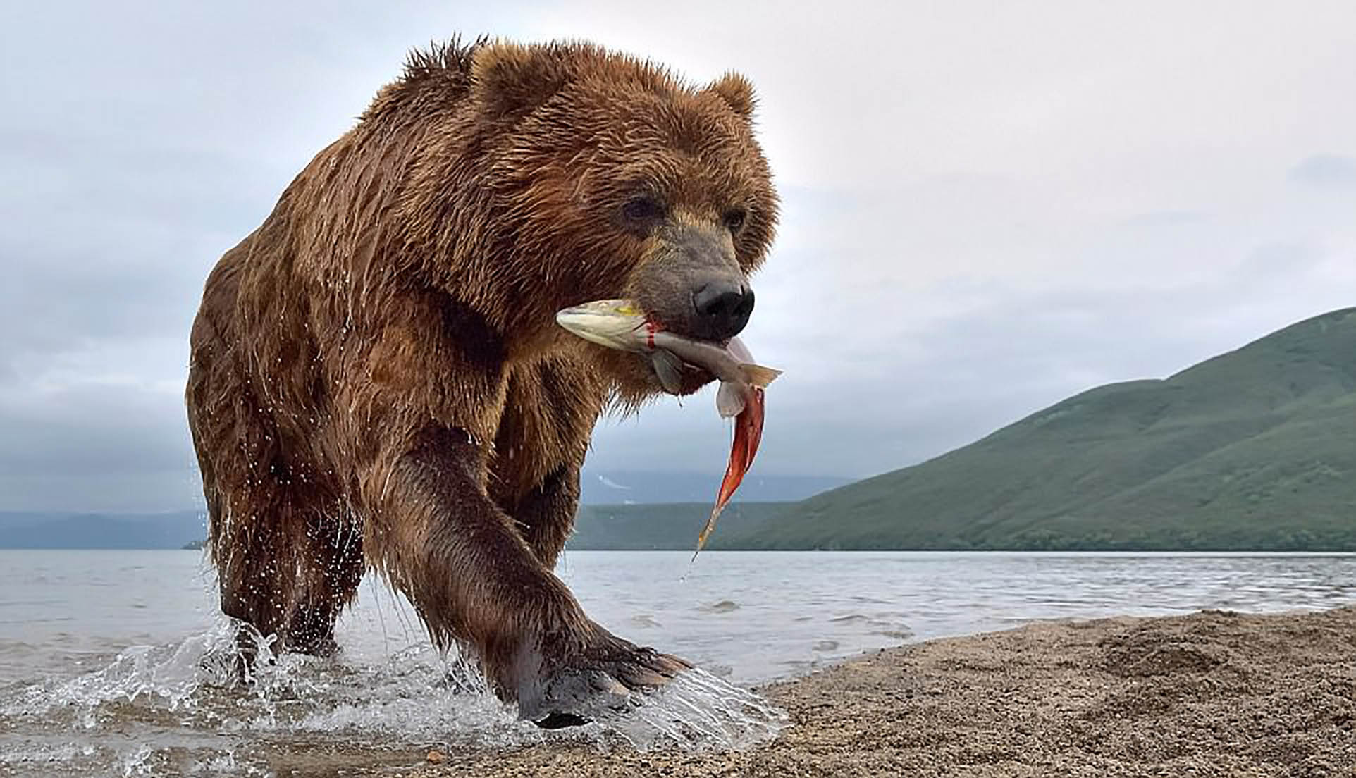 kamchatka bears photo tours