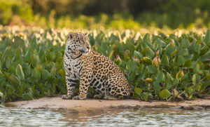 Jaguar photo safaris brazil