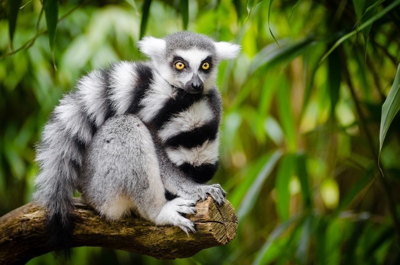 madagascar photo tours