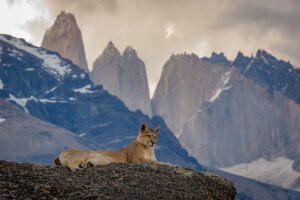 puma photo tours patagonia