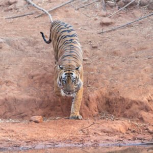 Luxury Tiger Safaris