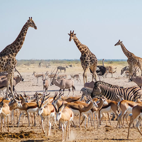 luxury namibia safaris