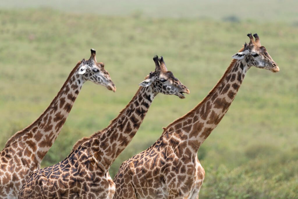 luxury kenya safaris