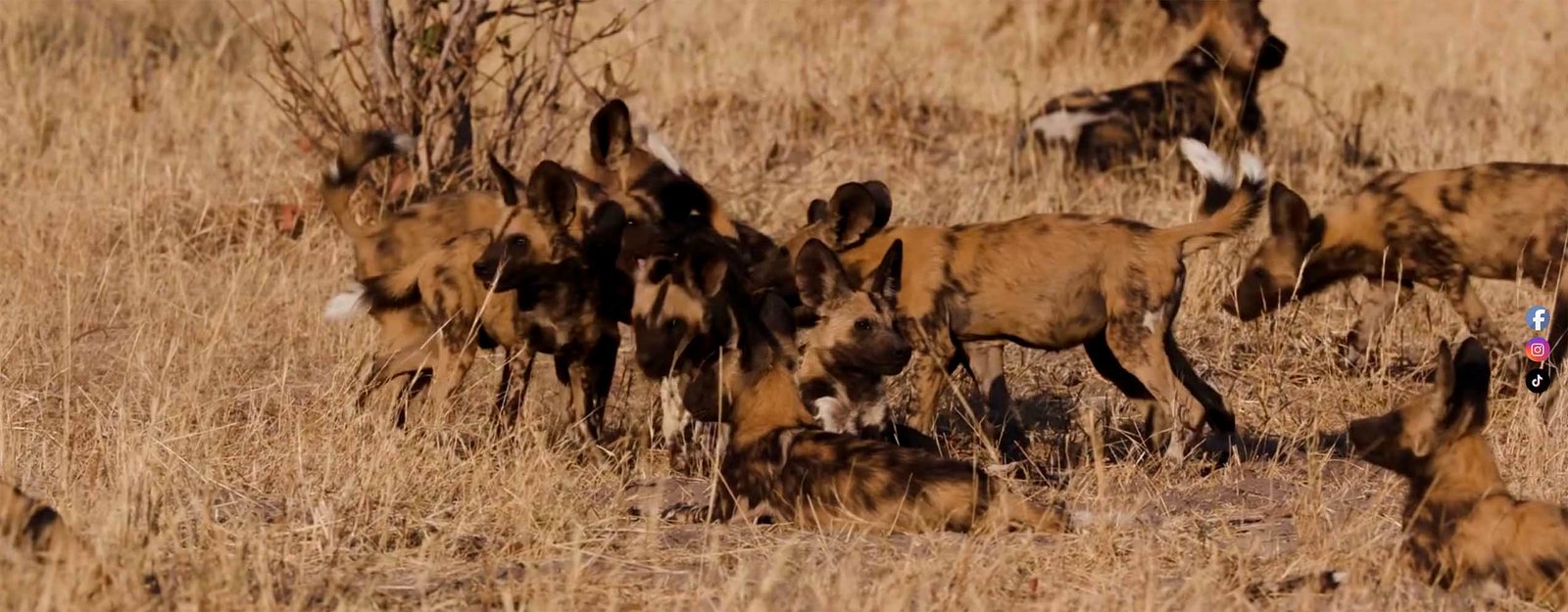 luxury safaris zambia