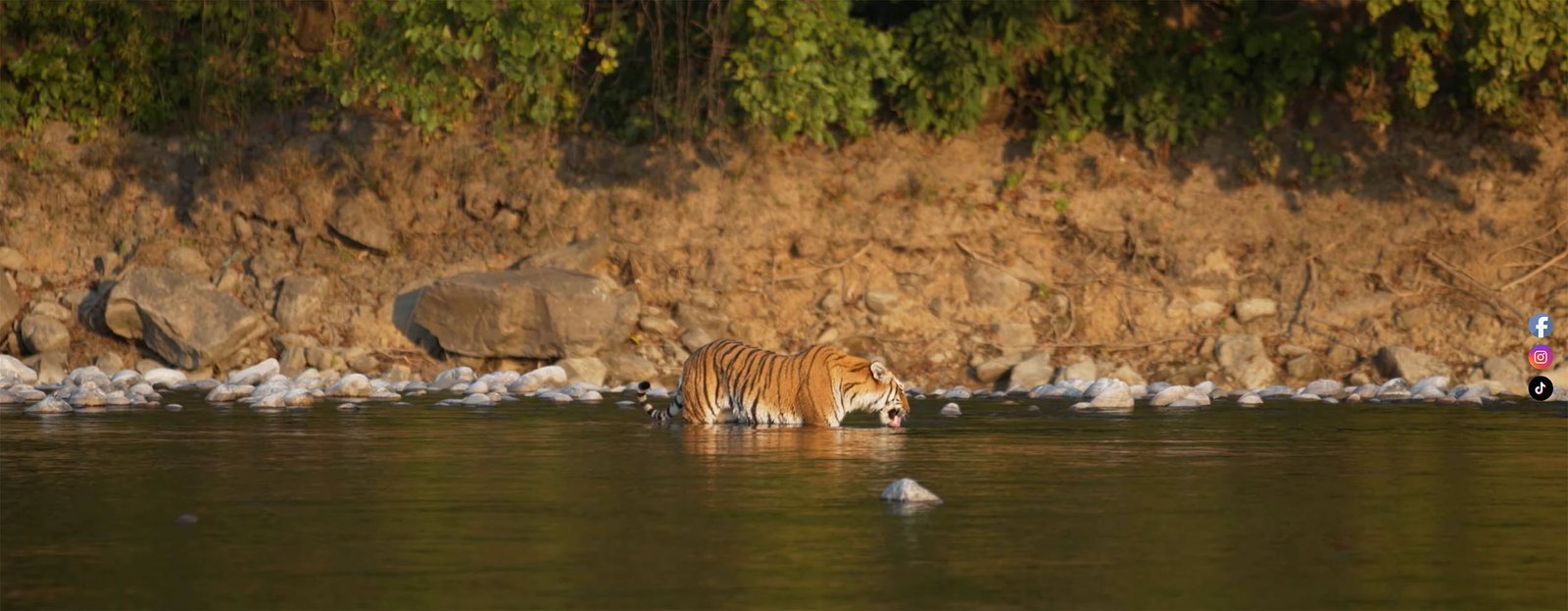 luxury tiger safaris India