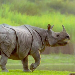 India Wildlife tours