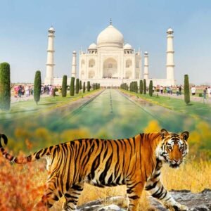 tajmahal and tiger safaris