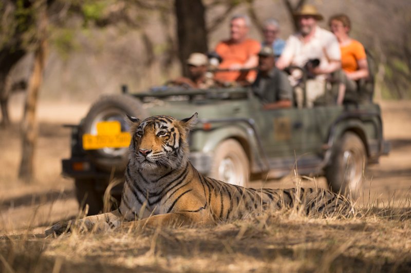 tiger photo safaris